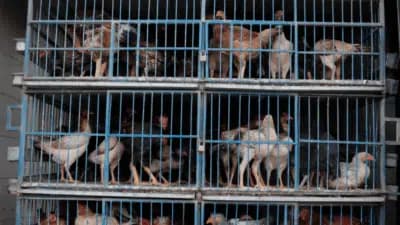 Imagem do post de destaque