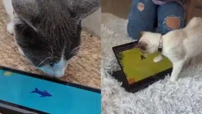 Imagem do post de destaque