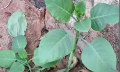 Imagem card com fundo