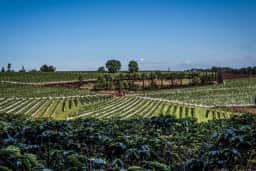 Mercado de Vinhos em 2026: O que muda para o consumidor e o produtor?